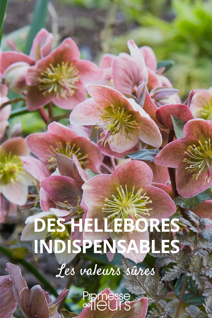 hellebores indispensables valeurs sures