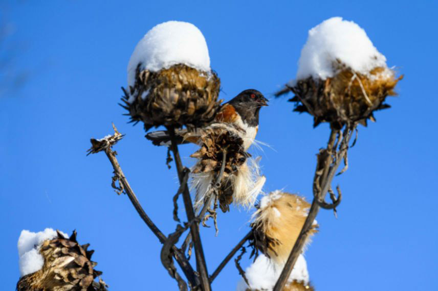 Protéger l'artichaut en hiver