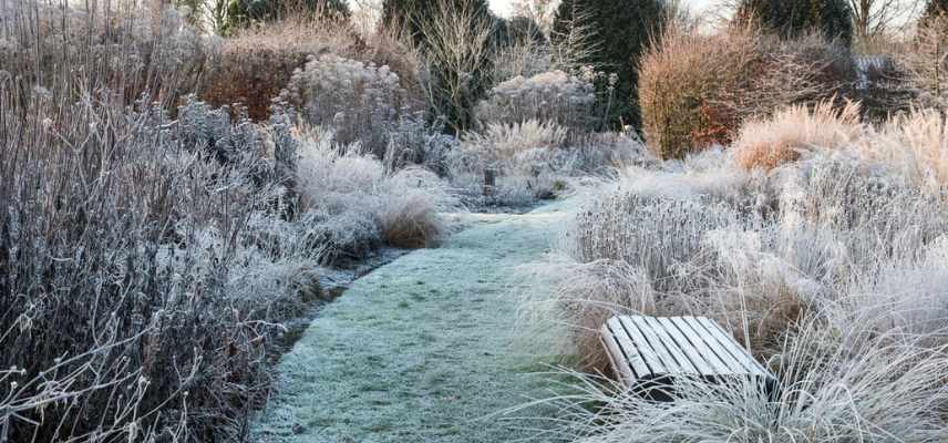 que ne pas tailler en hiver, plantes a ne pas tailler en hiver