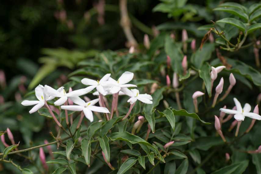 jasminum polyanthum cultiver planter pot jardin, cultiver jasmin blanc, jasmin d'hiver culture pot jardin