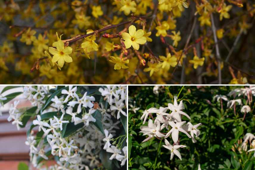 Comment hiverner jasmin, hivernage jasmin, protéger jasmin en hiver