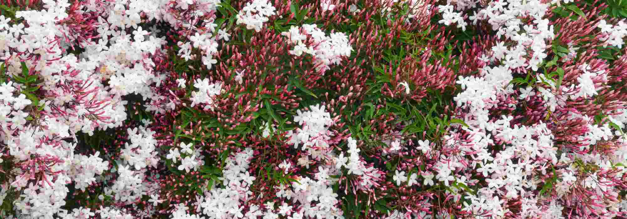 Cultiver le jasmin blanc d'hiver au jardin ou en pot