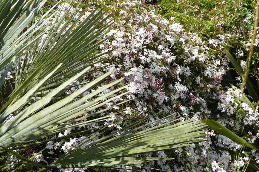 jasminum polyanthum cultiver planter pot jardin, cultiver jasmin blanc, jasmin d'hiver culture pot jardin