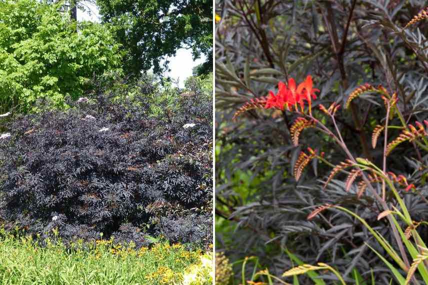 Les plus belles variétés de sureau noir