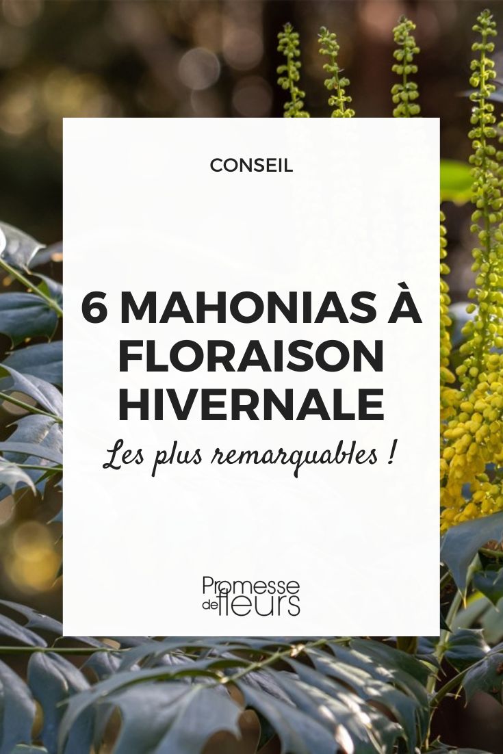 mahonia floraison hivernale les plus remarquables