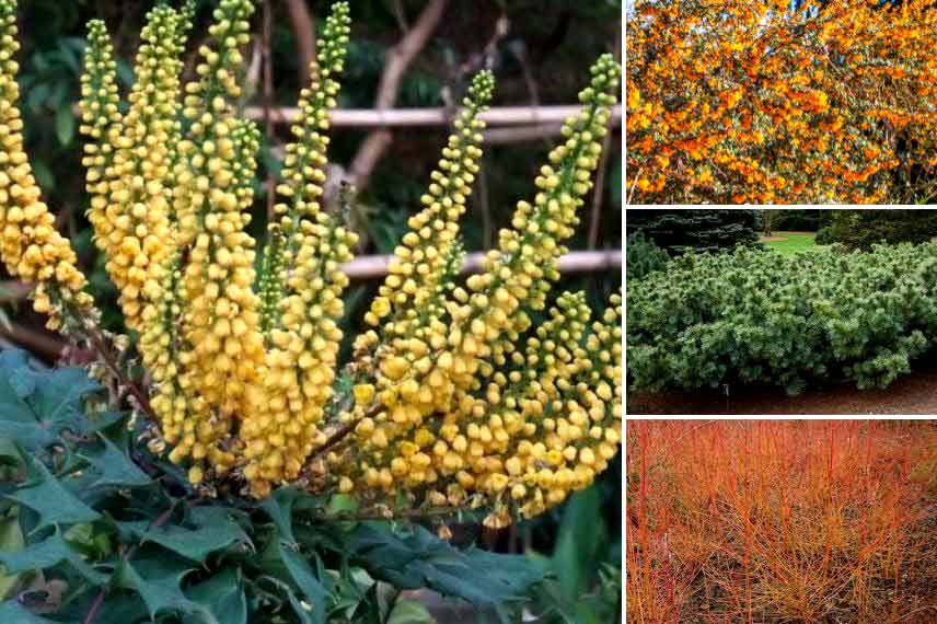 Mahonia à floraison hivernale