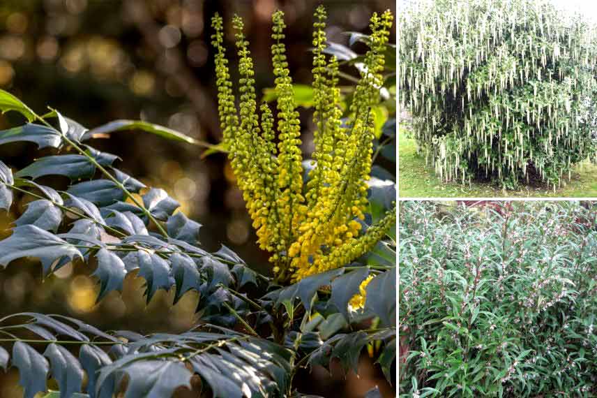 Mahonia à floraison hivernale