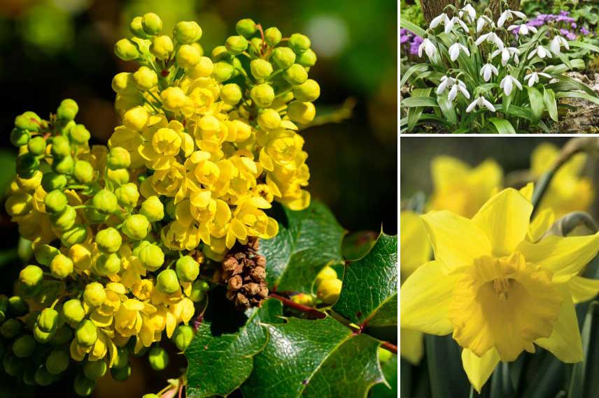 Mahonia à floraison hivernale