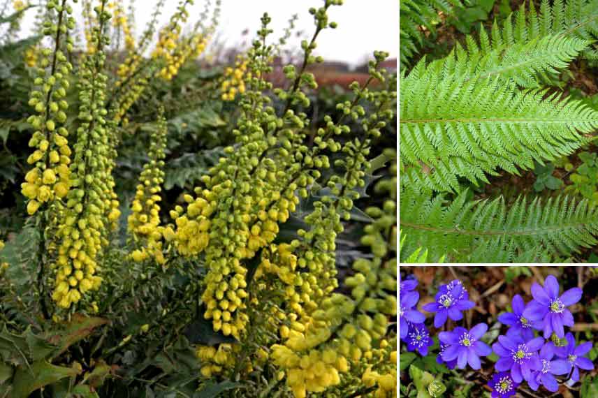 Mahonia à floraison hivernale