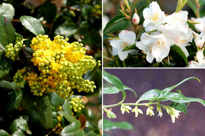 Mahonia à floraison hivernale