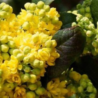 6 Mahonias à floraison hivernale