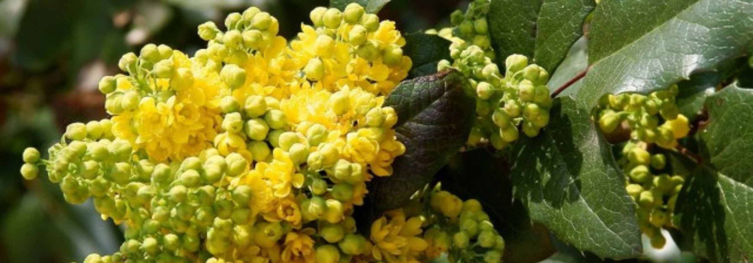 6 Mahonias à floraison hivernale