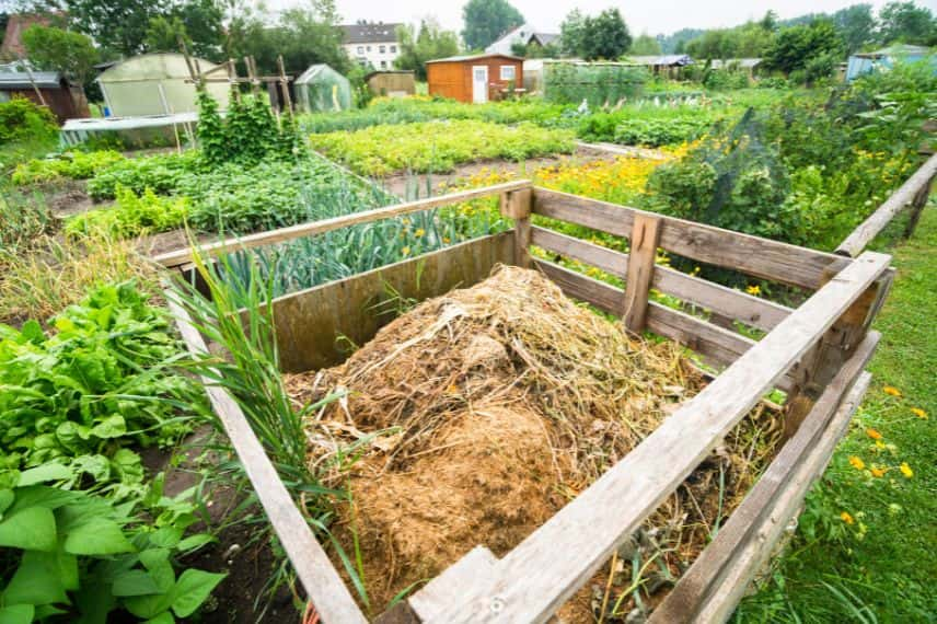 maladies et compost