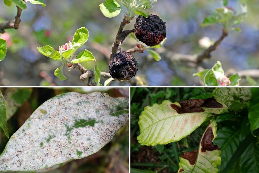 maladies et compost