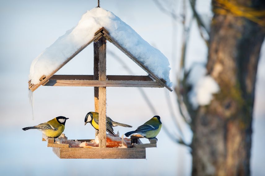 nourrir les oiseaux en hiver