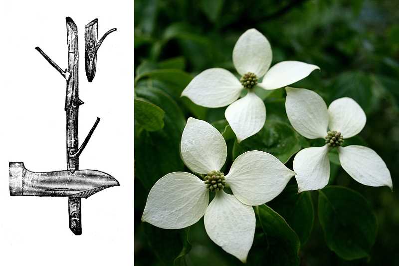 multiplier cornus, multiplication cornus, multiplier cornouiller, multiplication cornouiller, bouturage cornouiller, greffage cornus