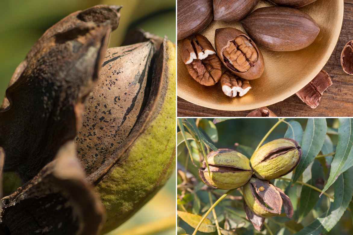 Carya illinoinensis, pacanier, noyer de pécan : plantation, culture