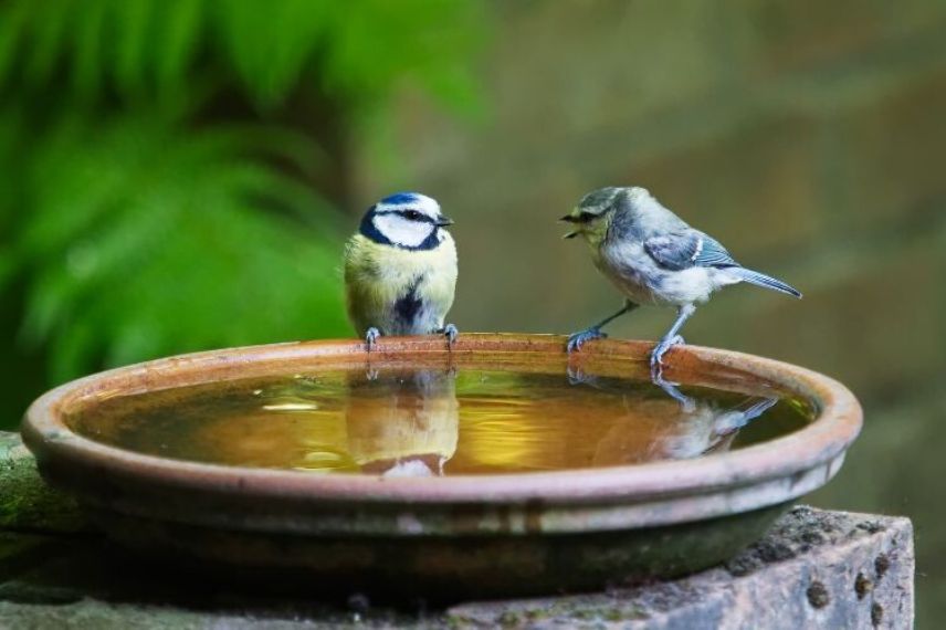 Abreuvoir oiseau