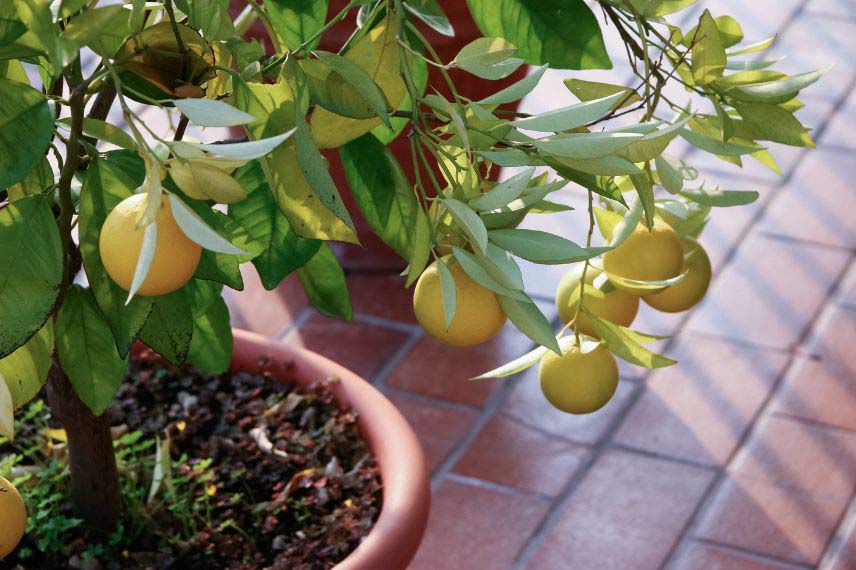 Cultiver un oranger en pot