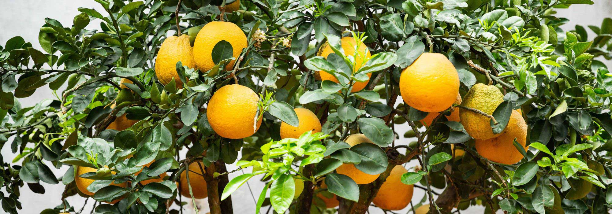 Cultiver un oranger en pot