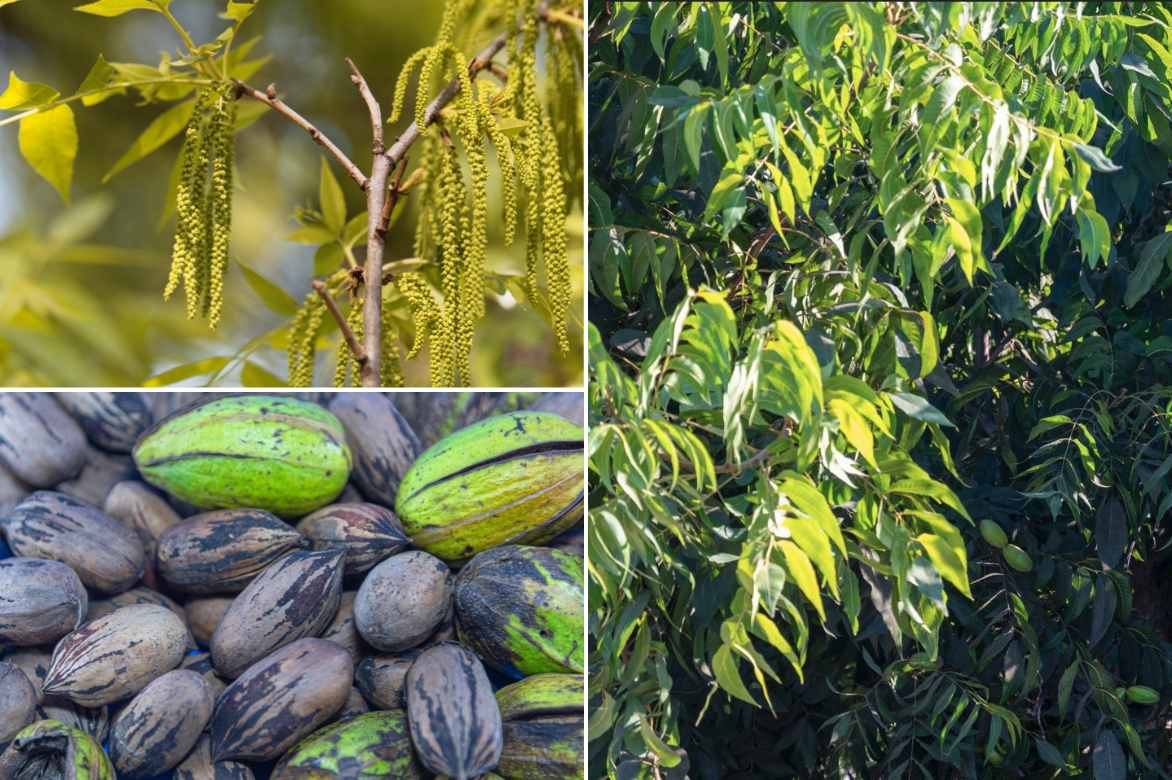 Carya illinoinensis, pacanier, noyer de pecan, noix de pecan