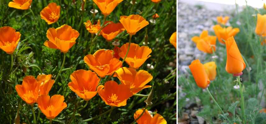 plantes qui se ressement toutes seules, plantes semis spontanés, fleurs se ressemant toutes seules,, semis spontanés quelles fleurs