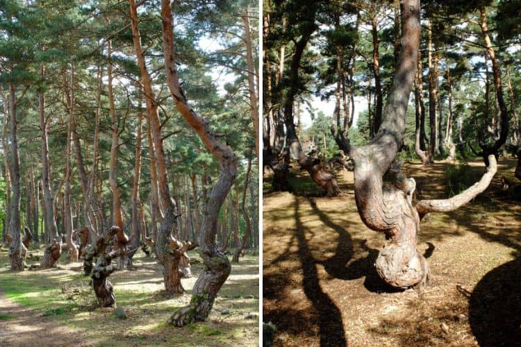 Des arbres remarquables à voir en Auvergne-Rhone-Alpes