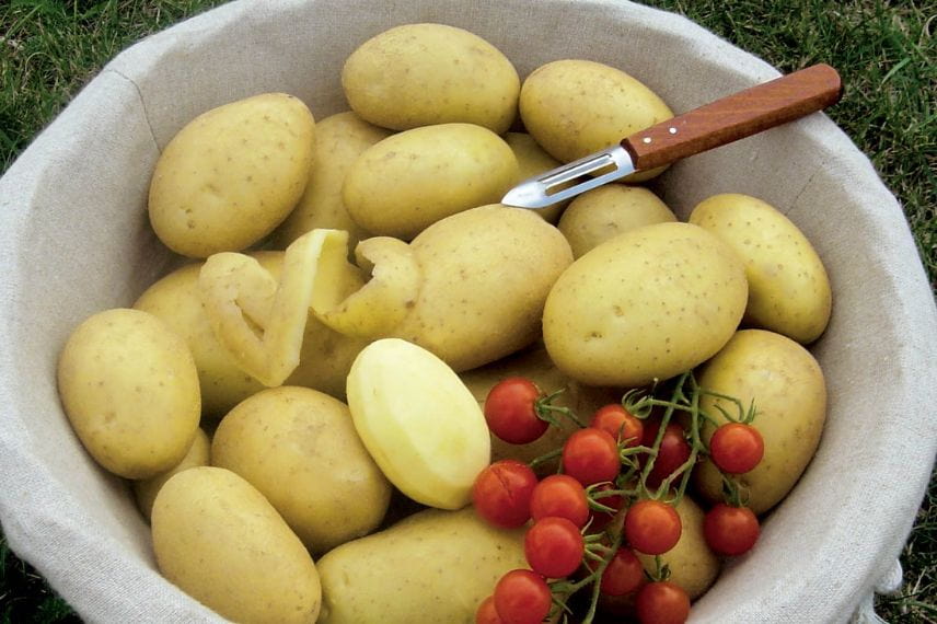 Les pommes de terre pour les frites