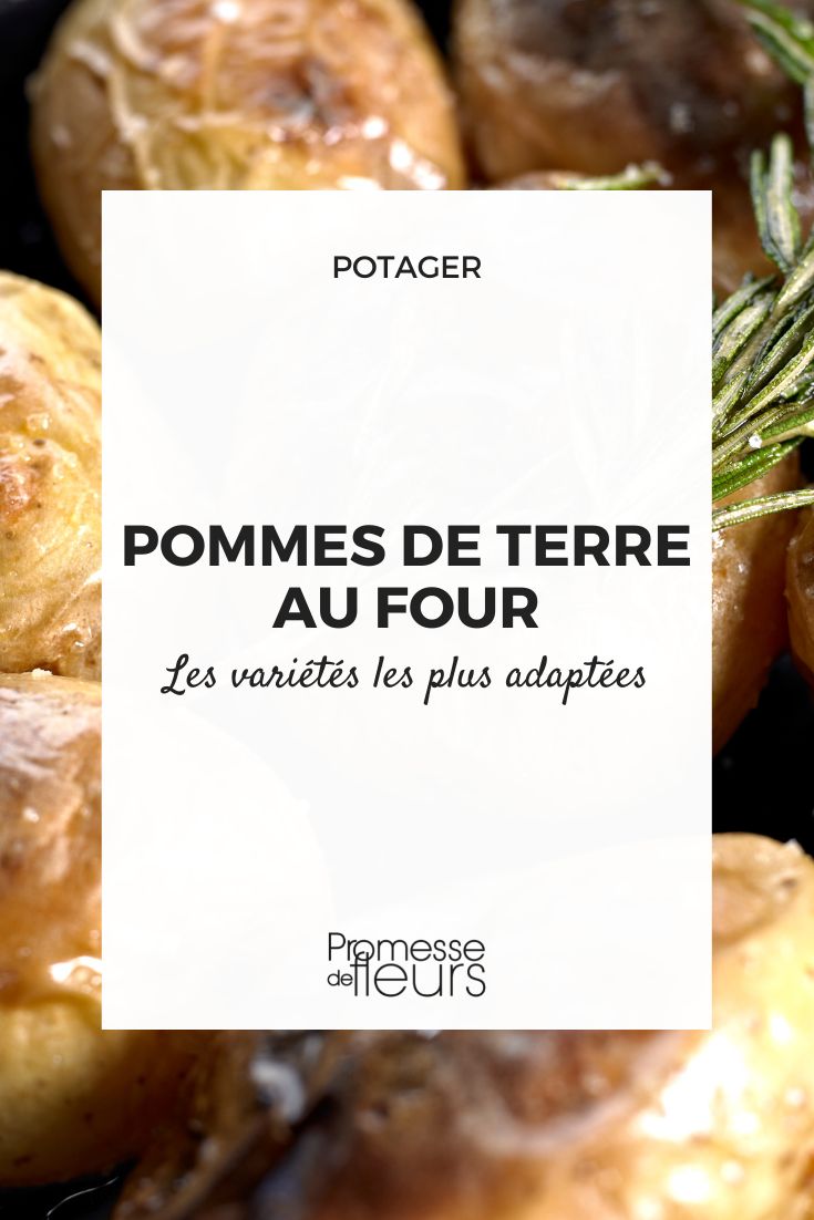 pommes de terre au four