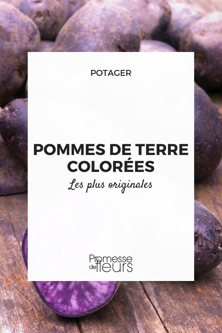 pommes de terre originales et colorees