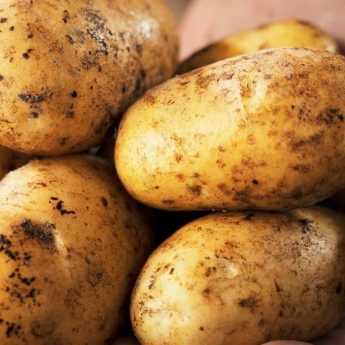 Les pommes de terre résistantes au mildiou