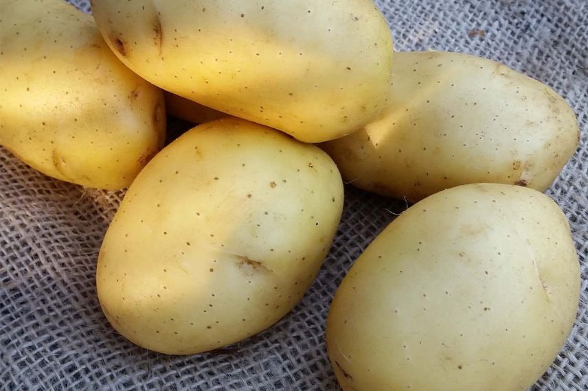 pommes de terre résistantes au mildiou 