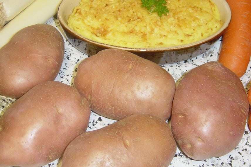pommes de terre résistantes au mildiou 