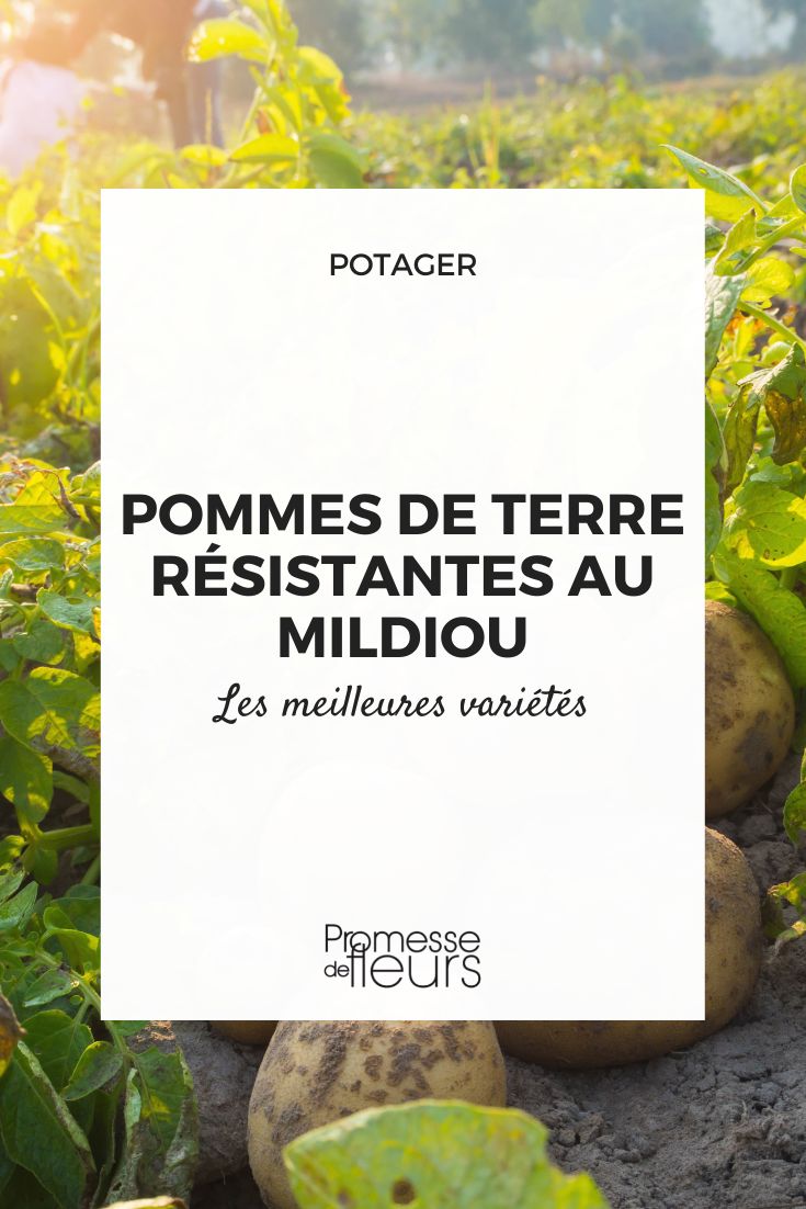 pommes de terre resistantes au mildou