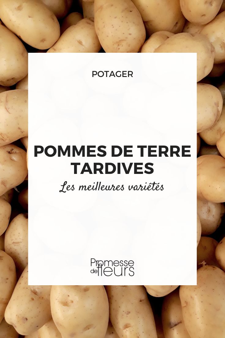 pommes de terre tardives