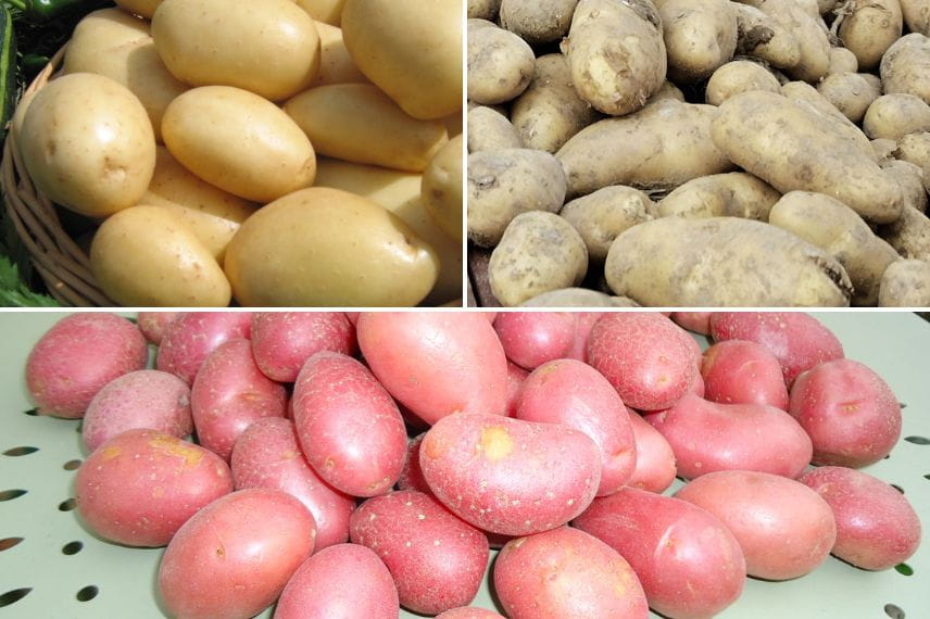 pommes de terre tardives