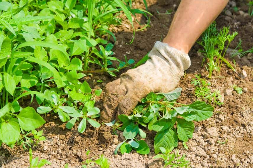 potager erreurs