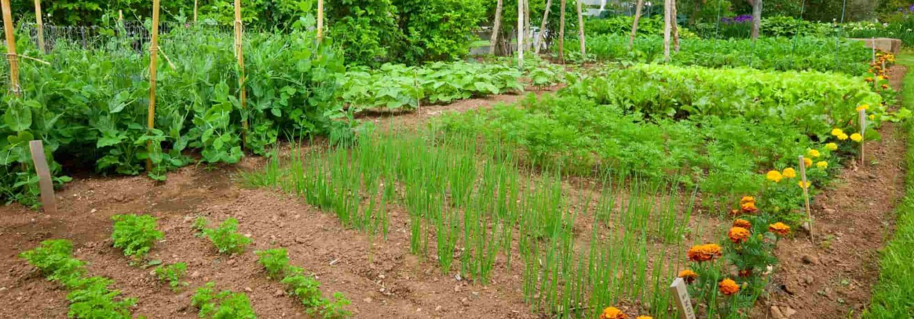 10 erreurs à éviter pour avoir un beau potager