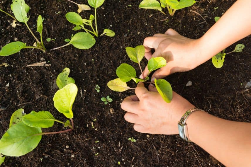 potager erreurs