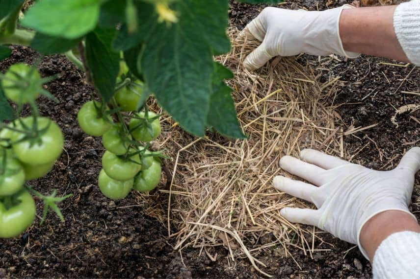 potager erreurs