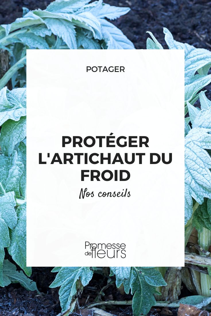 proteger l'artichaut du froid en hiver