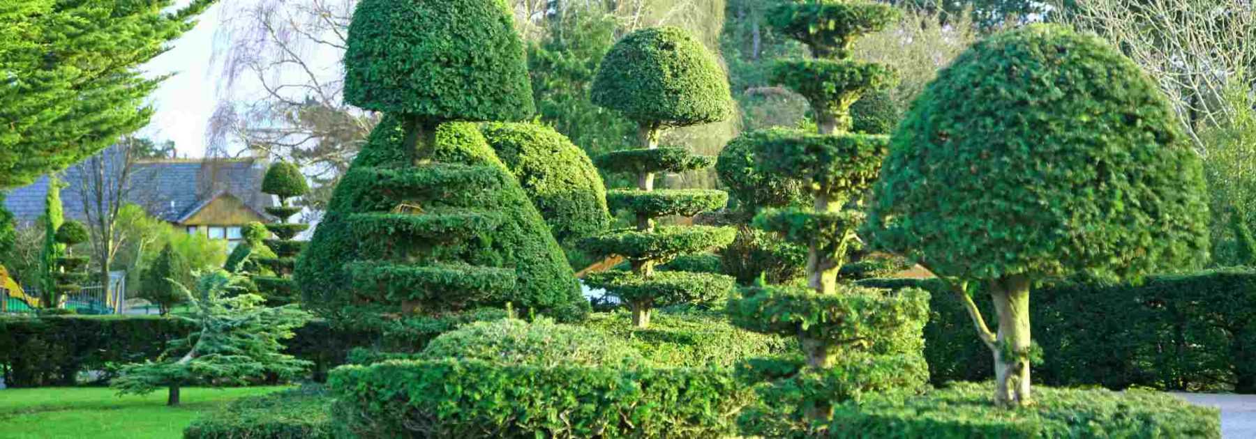 Les plantes à ne pas tailler en hiver