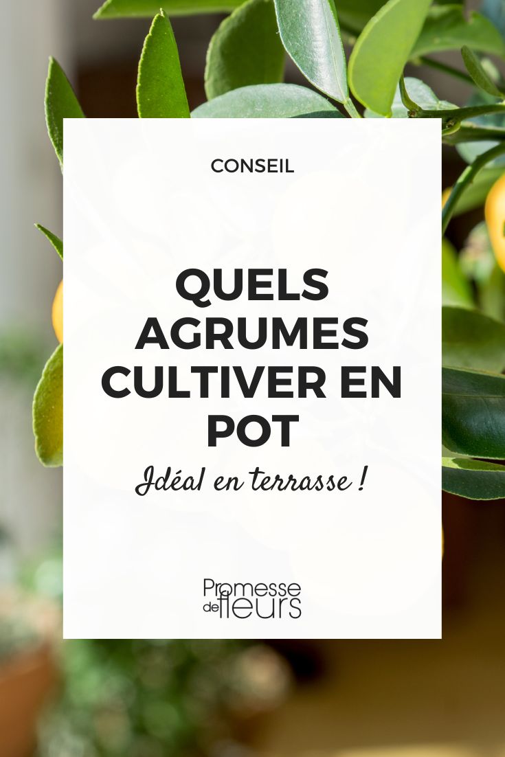 quels agrumes cultiver en pot sur terrasse