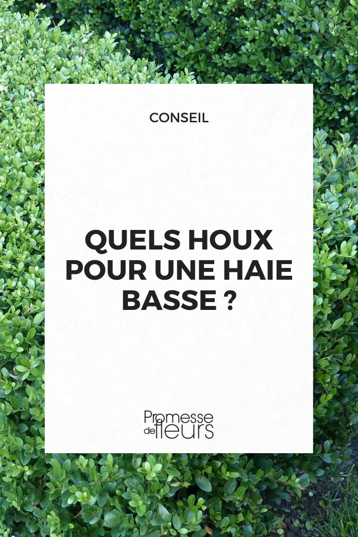 quels houx pour une haie basse