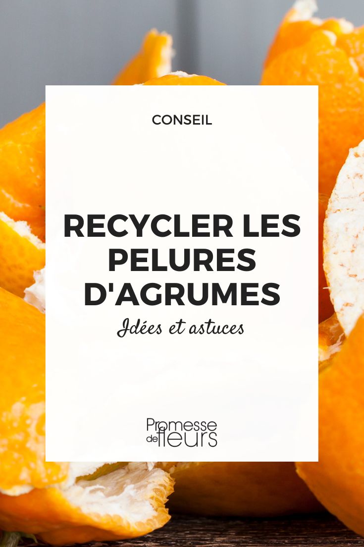 recycler pelures agrumes