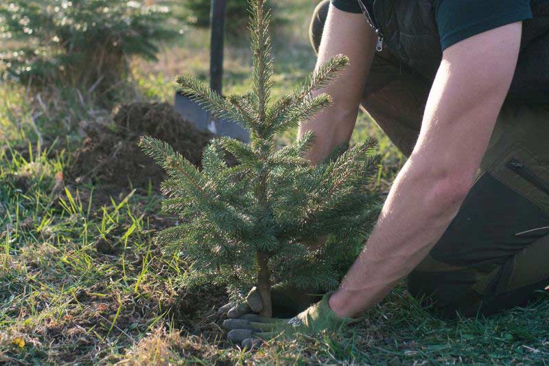 Replanter le sapin de Noël