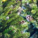 Comment replanter le sapin de Noël au jardin ?