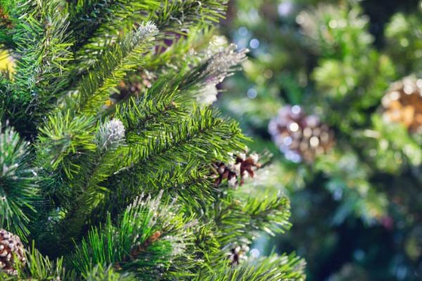 Comment replanter le sapin de Noël au jardin ?