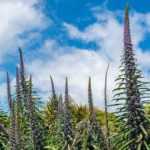 Comment semer l’Echium pininana ?