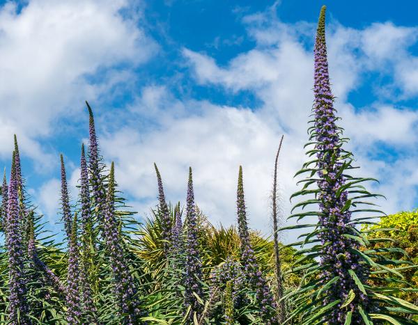 Comment semer l’Echium pininana ?